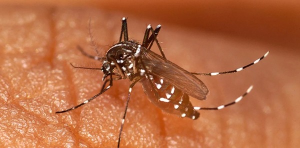 Dengue y chikungunya: reportan sostenido descenso de casos - Unicanal
