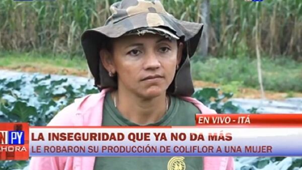 Robaron toda la producción de coliflor de agricultora en Hugua Ñaro