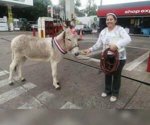 ¡Ambeña! Bella es una burrita que desfiló en Lambaré