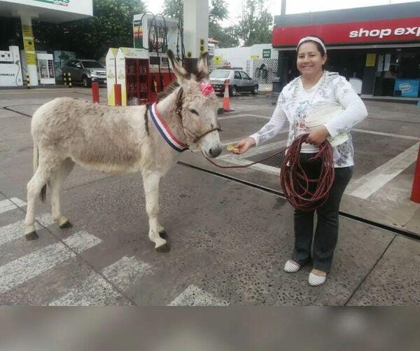¡Ambeña! Bella es una burrita que desfiló en Lambaré