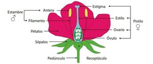 Las partes de la flor - Escolar - ABC Color
