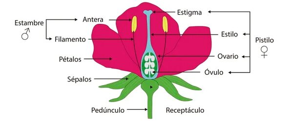 Las partes de la flor - Escolar - ABC Color