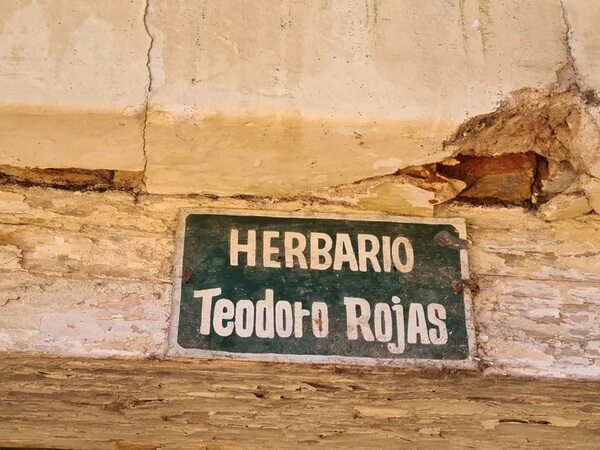 Herbario Teodoro Rojas: pequeña intervención tras pedido de auxilio por estado de abandono - Nacionales - ABC Color