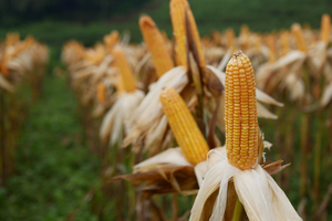 Anhelan consolidar la bolsa de los productos agropecuarios en el país