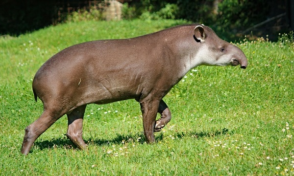 Conozcamos al tapir | Telefuturo