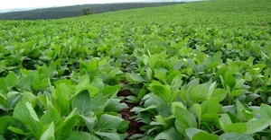 Agricultor de Naranjito mejora su producción con buenas prácticas y enfoque sustentable