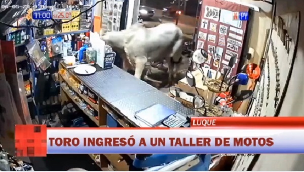 Toro que ingresó a taller escapó de frigorífico, relata mecánico