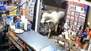 Toro que atropelló taller en Luque había escapado de frigorífico