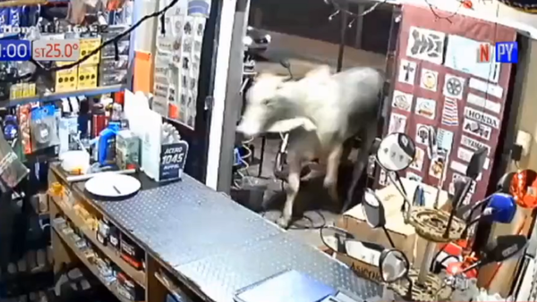 Toro que atropelló taller en Luque había escapado de frigorífico
