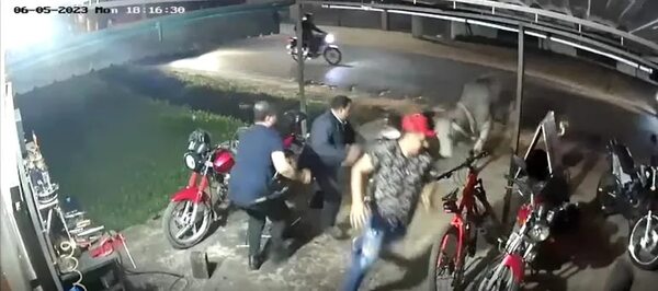 Toro “mecánico”: animal suelto atropelló un taller de motos en Luque - Nacionales - ABC Color