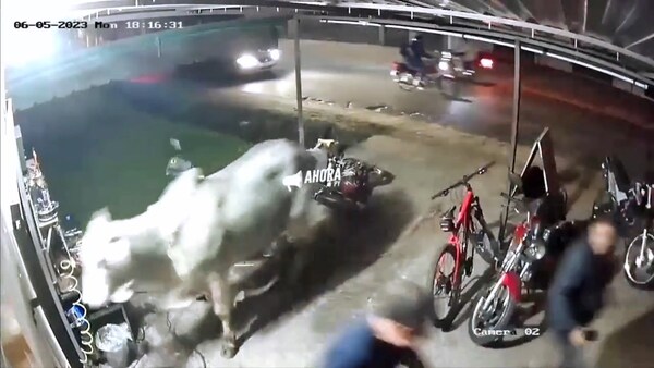 Toro que atropelló taller en Luque había escapado de frigorífico