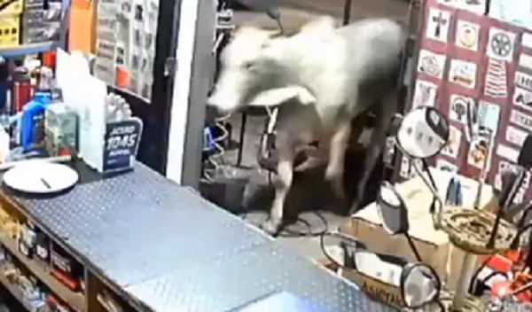 Toro que atropelló taller en Luque había escapado de frigorífico - Noticiero Paraguay