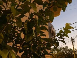 MUVH niega que naranjos sean parte de arborización urbana en Asunción - Nacionales - ABC Color
