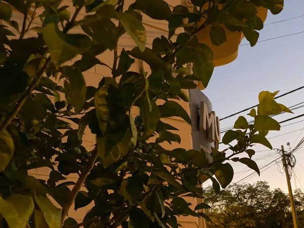 MUVH niega que naranjos sean parte de arborización urbana en Asunción - Nacionales - ABC Color