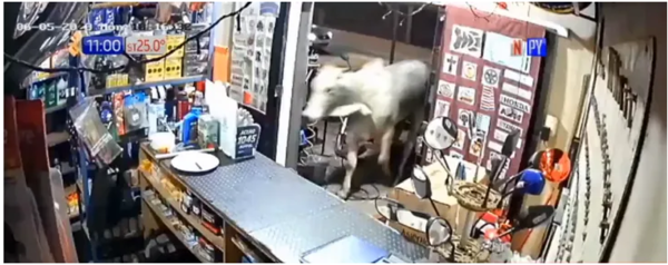 (VIDEO) El toro que entró al comercio “corría por su vida” ndaje