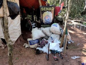Destruyeron 750 kilos de marihuana y cuatro hectáreas de mudas en etapa de crecimiento