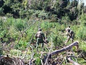 Secretaría Antidrogas destruye más de 12 toneladas de marihuana en Concepción - .::Agencia IP::.
