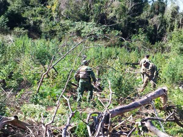 Secretaría Antidrogas destruye más de 12 toneladas de marihuana en Concepción - .::Agencia IP::.