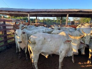 Allanan matadería en Concepción y encuentran animales vacunos robados de una estancia - Nacionales - ABC Color