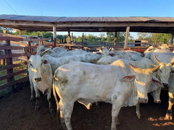 Allanan matadería en Concepción y encuentran animales vacunos robados de una estancia - Nacionales - ABC Color