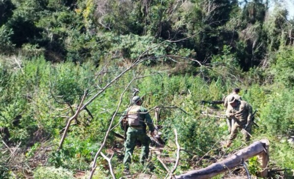 Senad destruye más de 12 toneladas de marihuana en Concepción