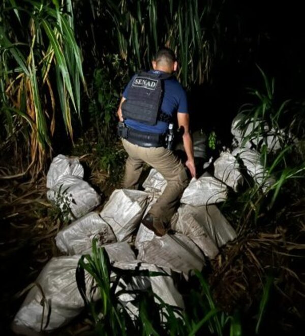 Senad destruye más de 12 toneladas de marihuana en Concepción - El Independiente