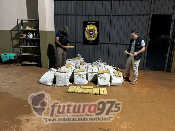 SENAD incauta más de 600 kilos de marihuana en Cerro Cora.