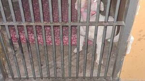 Perra pitbull quedó “detenida” en la comisaría por atacar a otro animal