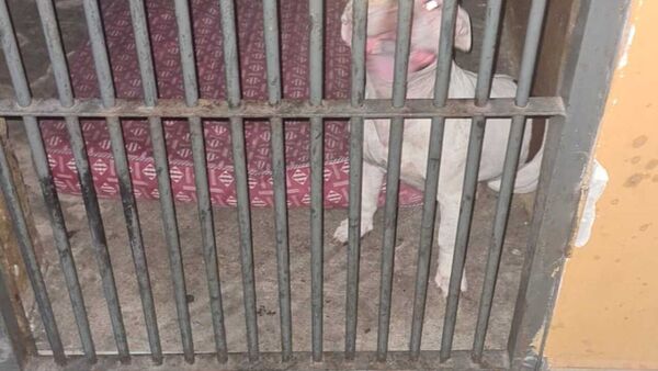 Perra pitbull quedó “detenida” en la comisaría por atacar a otro animal