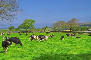 Irlanda mataría 200.000 vacas para reducir sus emisiones de carbono, bajo presión ecologista