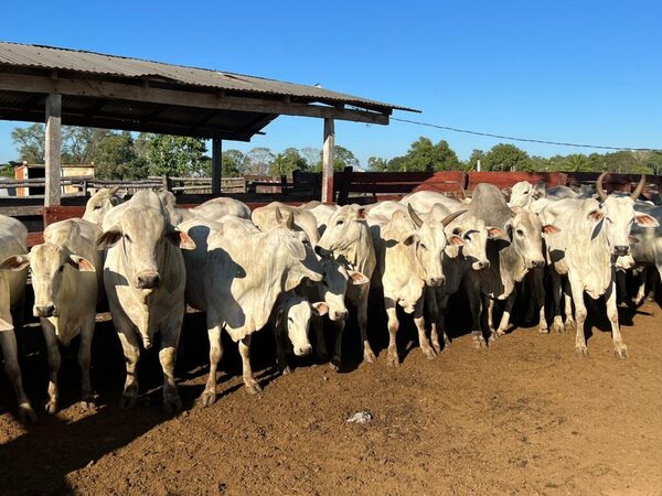 Recuperan animales vacunos tras asalto a una estancia