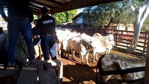 Recuperan 43 animales vacunos robados en San Alfredo | 1000 Noticias