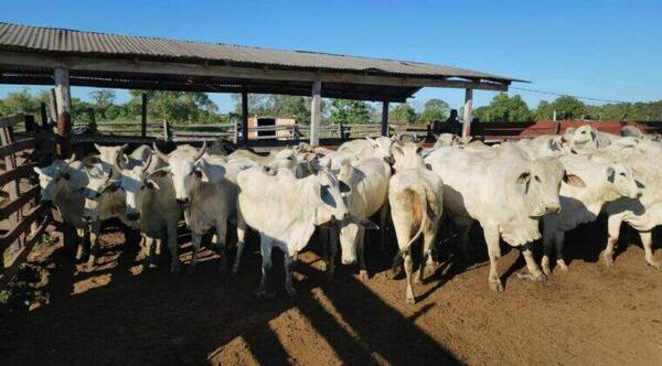 Vacas robadas de una estancia fueron rescatadas de un matadero