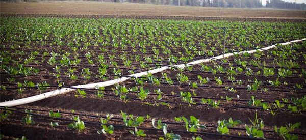 ¿Cómo hacer un uso más eficiente del agua en la agricultura?