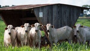 Paraguay aprueba el aditivo para piensos reductor de metano Bovaer para ganado lechero y ganado de carne