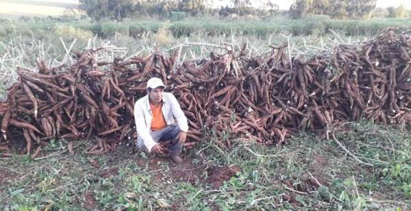 Rubro de la mandioca genera buenas ganancias a productores de Amambay