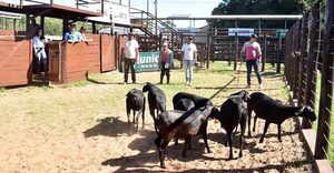 La Jura de Campo de la Nacional Santa Inés exhibió animales precoces y carniceros