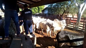 TRAS ASALTO A UNA ESTANCIA RECUPERAN ANIMALES VACUNOS EN UNA MATADERIA - La Voz del Norte