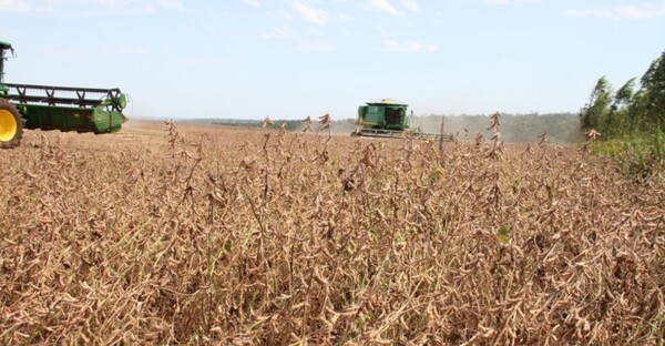 Rendimientos de la soja están por los 4.000 kg/ha, pero los precios siguen bajos