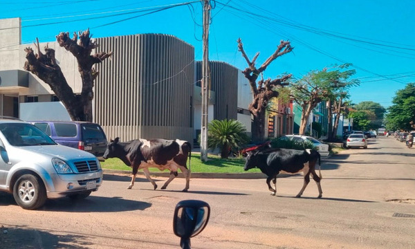Vacas sueltas por las calles céntricas de Coronel Oviedo - OviedoPress