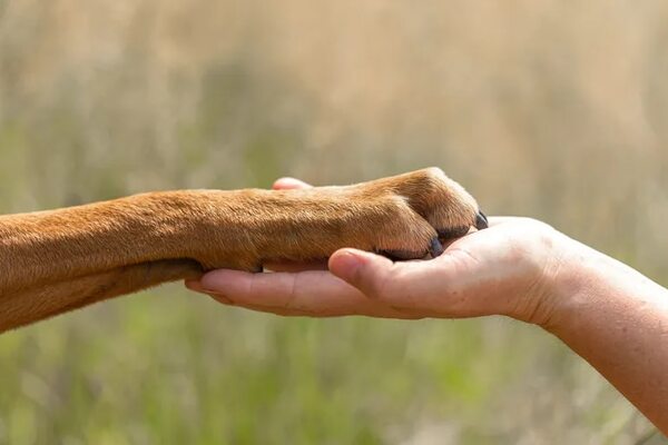 Consejos para fortalecer la relación con tu perro - Mascotas - ABC Color