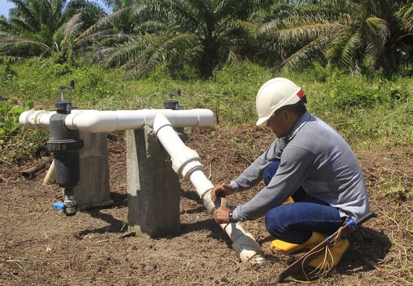 Palmeros colombianos toman medidas por el impacto del fenómeno del niño en palma de aceite - MarketData