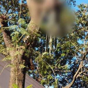 Podador falleció aplastado por un tronco de Ybyra Pytã