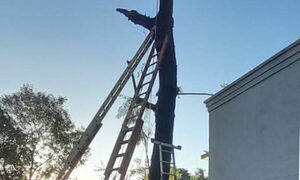 Podaba un tajy, le cayó encima y lo mandó al cielo