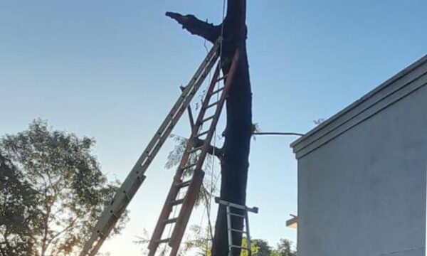 Podaba un tajy, le cayó encima y lo mandó al cielo