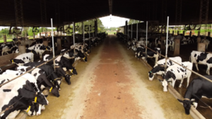Capainlac resalta producción de leche, pese a la sequía - Unicanal