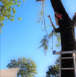 Areguá: un hombre murió aplastado por el tronco del árbol que estaba cortando - Policiales - ABC Color