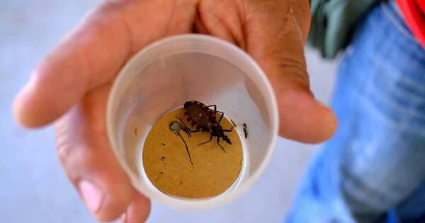 La Nación / Lanzan primera guía de manejo del Chagas