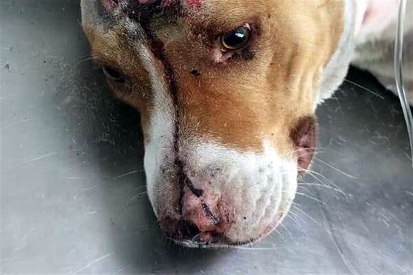 Imputan a dos mujeres que abandonaron herida y agusanada a una perra