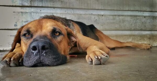 Leptospirosis en perros: síntomas para estar alerta - Mascotas - ABC Color